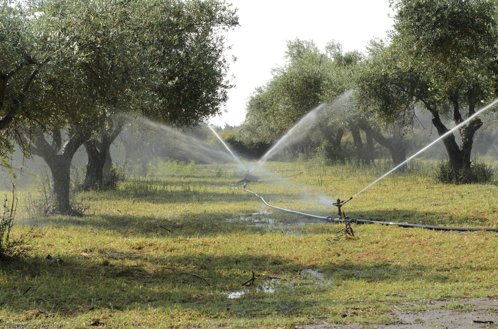 Gartentipps im Sommer Garten Ratgeber