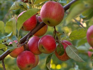 Obstbaumschnitt - eine wichtige Pflegemaßnahme