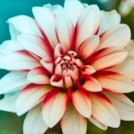 Die Dahlie - eine farbenfrohe Blütenpracht