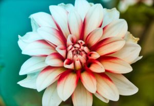 Die Dahlie - eine farbenfrohe Blütenpracht